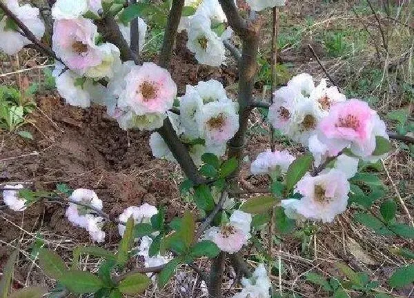 植物移栽|盆景海棠什么时候换盆好