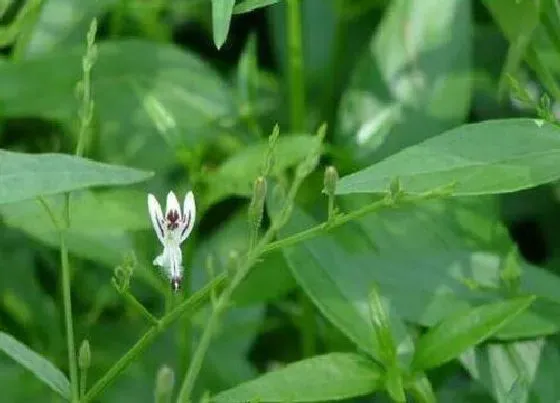 植物毒性|穿心莲有毒吗 可以放在室内养吗