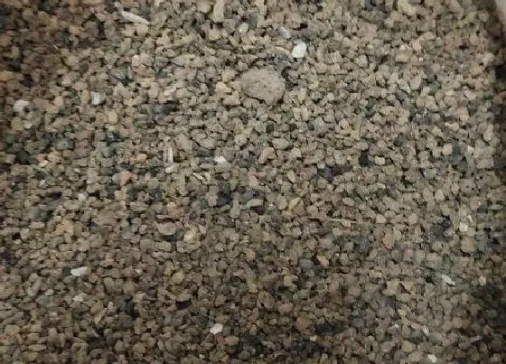 绿植|煤渣土适合种什么植物