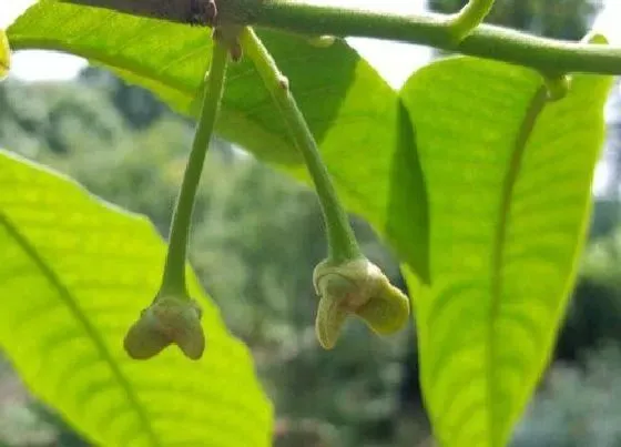 开花时间|荔枝树什么时候开花 一般几月份开花