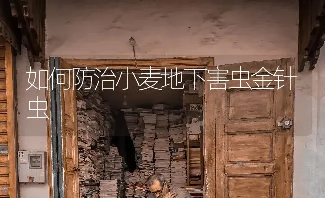 如何防治小麦地下害虫金针虫 | 粮油作物种植