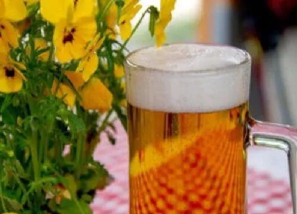 植物浇水|绿宝可以用啤酒浇吗