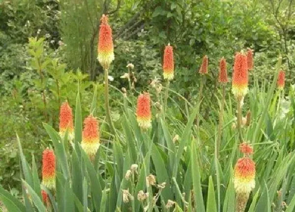 植物浇水|火炬几天浇一次水 春夏秋冬各不同