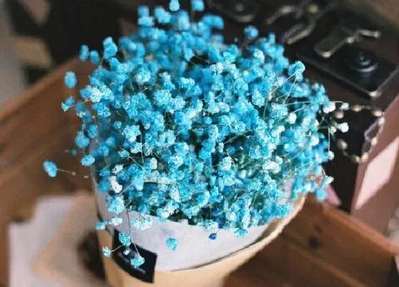 植物寓意|蓝色满天星的花语是什么意思 代表什么寓意及象征