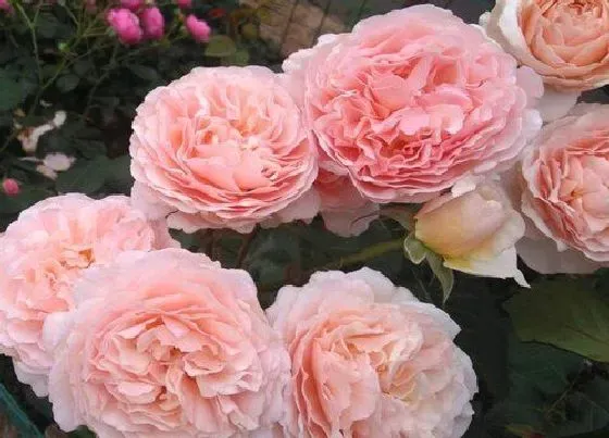 植物种类|浪漫俳句月季是藤本还是灌木