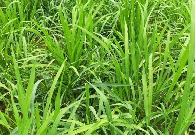 种植管理|防治牛筋草的特效药，秧田牛筋草用什么除草剂能杀死）