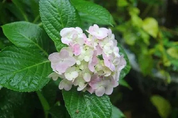 植物浇水|绣球花多久浇一次水 浇水时间与频率