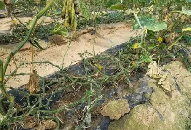 植物病害|黄瓜霜霉病防治小妙招（大棚黄瓜霜霉病造成症状与根治施）