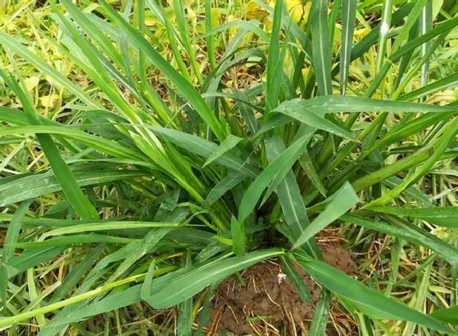 种植管理|防治牛筋草的特效药，秧田牛筋草用什么除草剂能杀死）