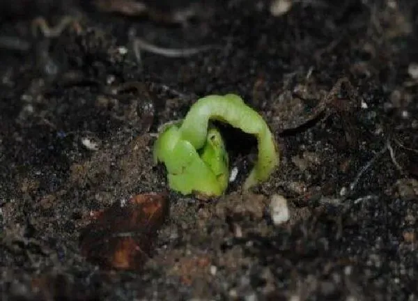 植物发芽|豆子发芽的过程