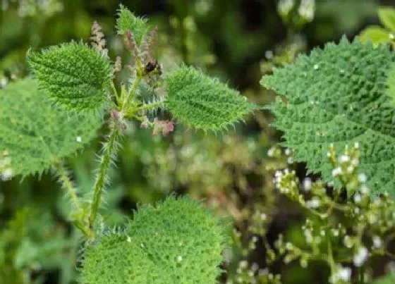 植物百科|荨麻是什么植物类别