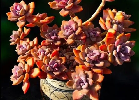 夏天植物|冬美人夏天怎么养护