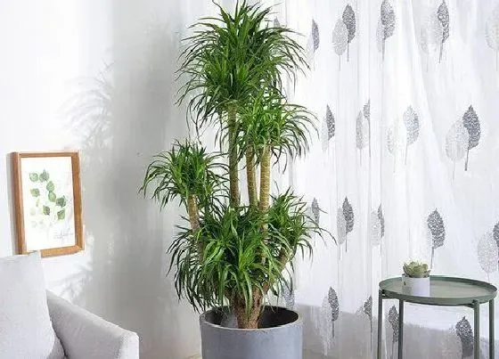 植物修剪|龙须树怎么修剪枝叶 修剪方法和注意事项