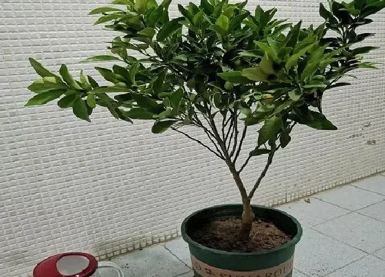 冬天植物|橘子树苗几度入室