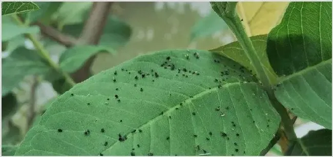 啶虫脒和吡虫啉的区别是什么 | 种植施肥