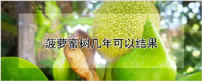 菠萝蜜树几年可以结果 | 耕种资料