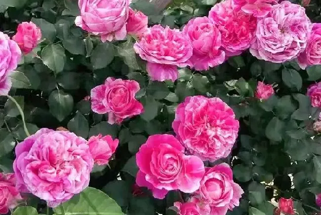 植物百科|伊蕾莎斯特月季优缺点介绍（藤本月季耐阴，一年开多次花）