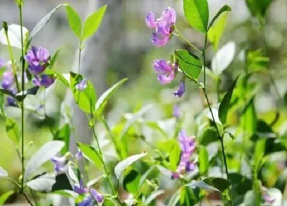 植物百科|采薇是什么植物