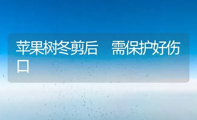 苹果树冬剪后 需保护好伤口 | 瓜果种植