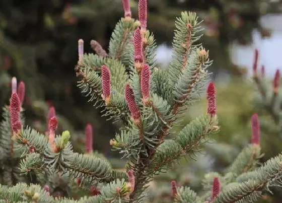 颜色花|松树的花是什么颜色