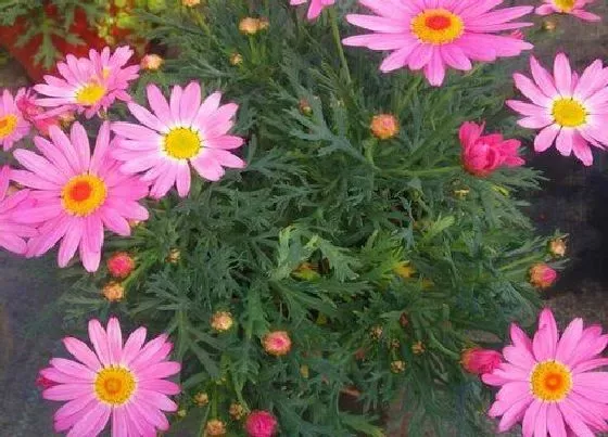 种植管理|菊花的生长周期是多长时间