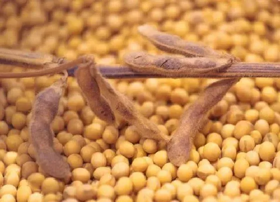 食用科普|黄豆是热性还是凉性