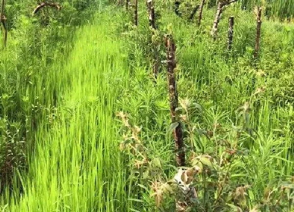 植物扦插|木香花几月份扦插最好