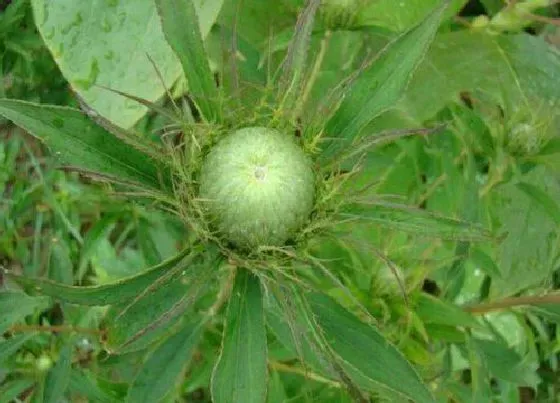 种植管理|白术的生长周期是多长时间