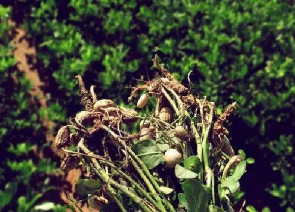 植物发芽|花生种子多久发芽