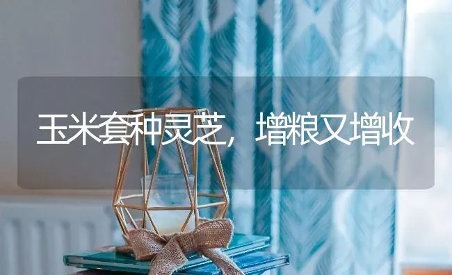 玉米套种灵芝，增粮又增收 | 粮油作物种植