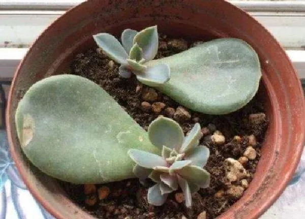 养殖方法|叶插多肉植物怎么养才能活（怎么养护长得好又长得快）