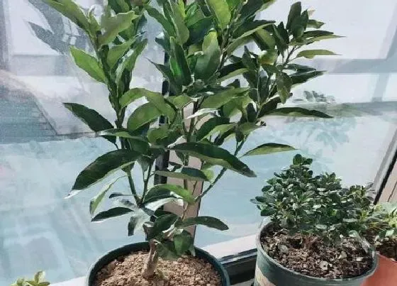 冬天植物|橘子树苗几度入室