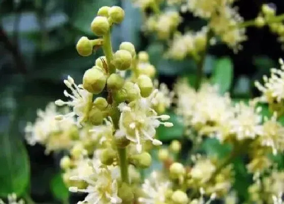 植物百科|葡萄会开花吗 开花什么样子