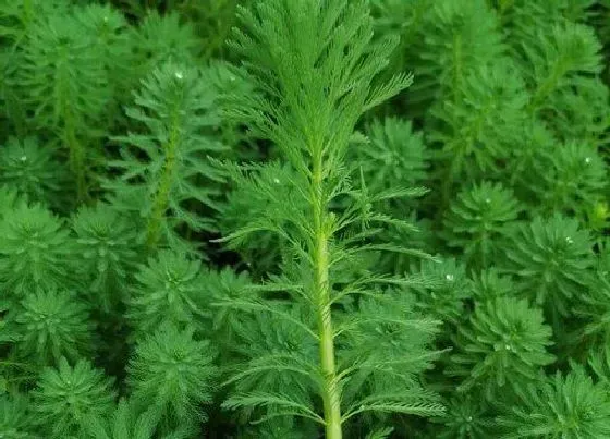 植物繁殖|绿菊怎么繁殖方法和注意事项