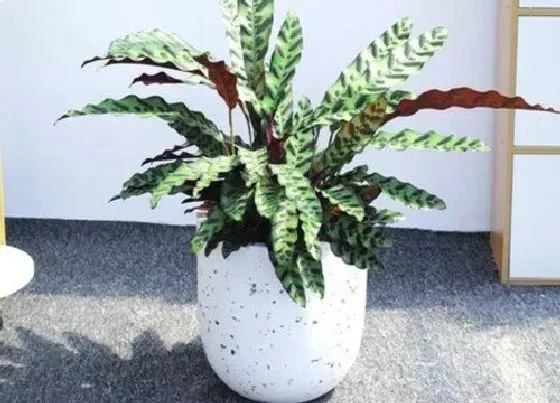 植物百科|猫眼竹芋开花吗 开花什么样子