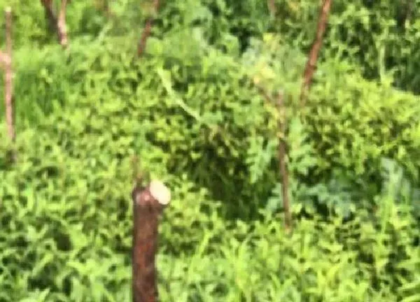 植物扦插|木香花几月份扦插最好