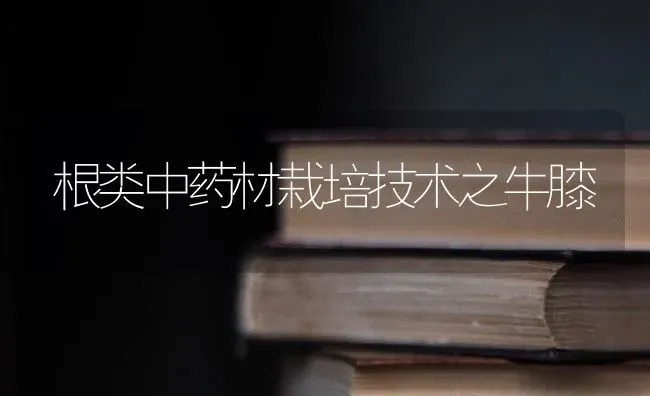 根类中药材栽培技术之牛膝 | 药材种植
