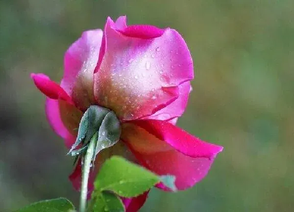 植物浇水|玫瑰花几天浇一次水 春夏秋冬各不同