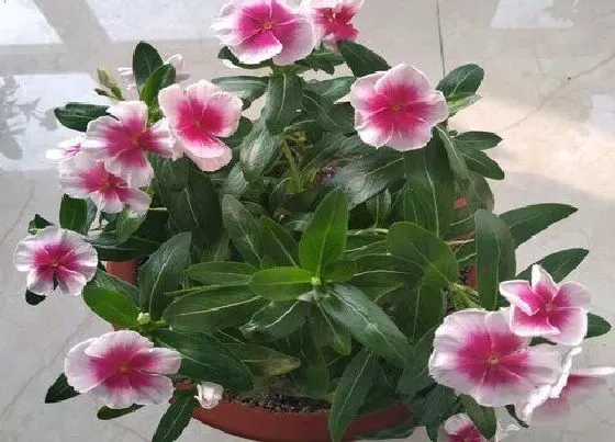 植物泡水|长春花可以泡水喝吗