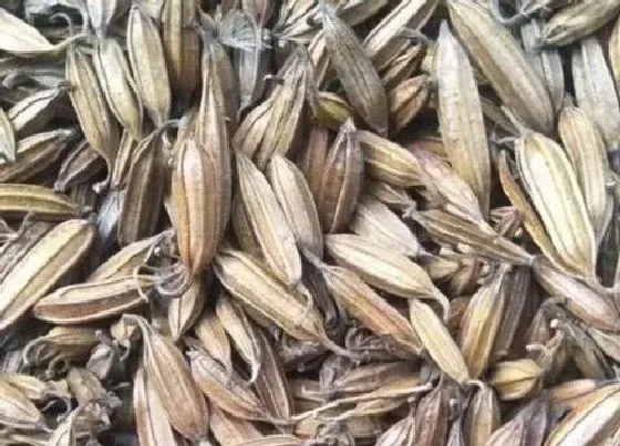 功效常识|小白芨的功效与作用及食用方法