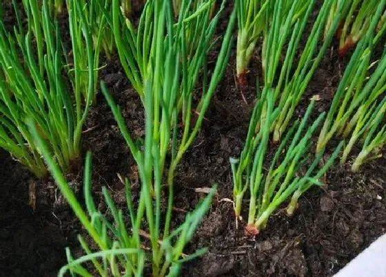 种植方法|香葱种子的种植方法和时间 小香葱怎么种植步骤图