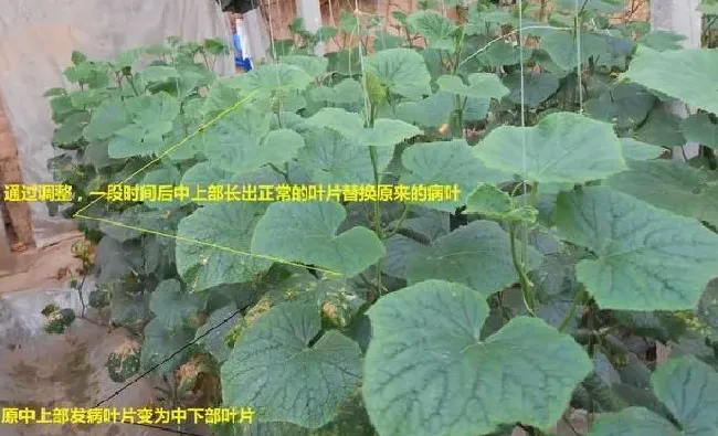 植物病害|黄瓜霜霉病防治小妙招（大棚黄瓜霜霉病造成症状与根治施）
