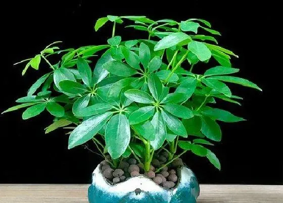 种植土壤|鸭掌木配土方法与种植土壤