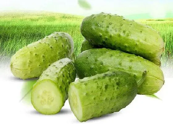 食用技巧|黄瓜怎么洗才干净