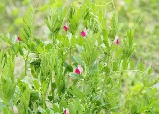 植物百科|采薇是什么植物