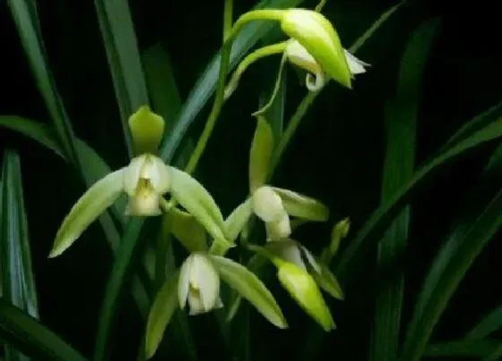 花之最|建兰素花哪个品种最好 最香的建兰素花排名