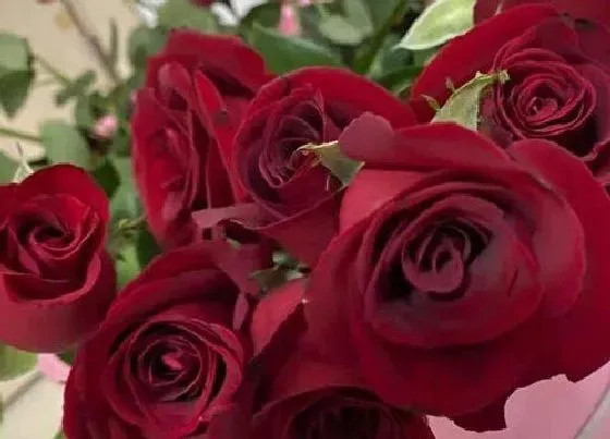 花语|11朵红玫瑰代表什么花语