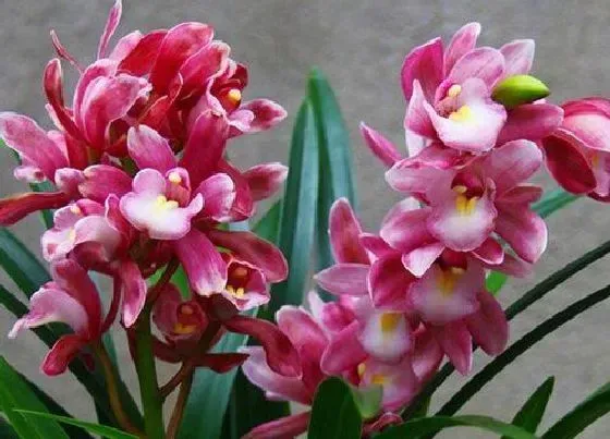 花朵|兰花有几个花瓣 兰花瓣型分类及花瓣是什么样子的