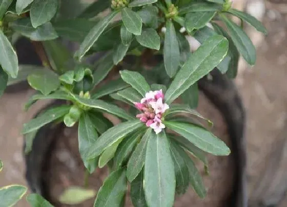 冬天植物|瑞香花耐寒吗