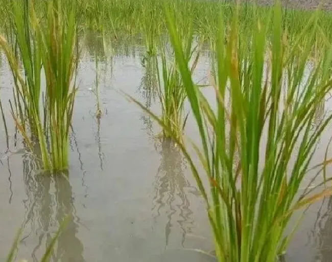 植物病害|水稻赤枯病的症状表现及防治方法（赤枯病最有效治疗方法）